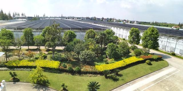 共迎花博会，带您去崇明一家花卉园逛逛
