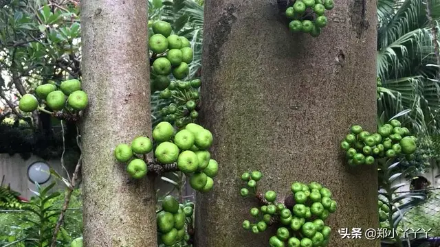 新加坡之旅处处可见各种奇花异草，赏心悦目！