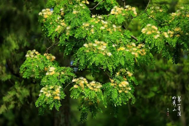 栖霞山丨端午除了吃粽子，还是中国传统的“防疫节”？