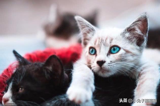妻子偷丈夫百万退休金养流浪猫，被诉上法庭结束45年婚姻
