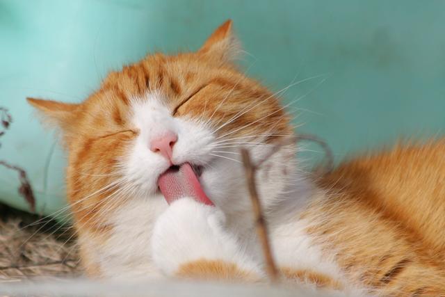 新加坡老人梦见亡母让她善待猫，痴迷养流浪猫逼走结婚45年丈夫