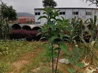 他在菜园里种了两株这种植物，以后都不用买茶叶了，你们认识它不