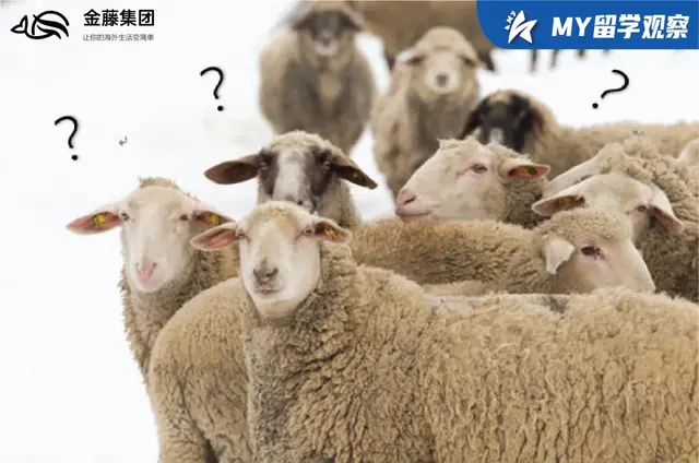 新加坡部长：我们没有很多绵羊，所以没有棉花做口罩