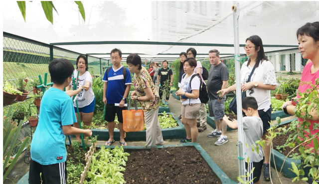 提升农产自给率新加坡政府鼓励民众在家种菜