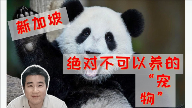 新加坡绝对不可以养的“宠物”#西瓜新人#