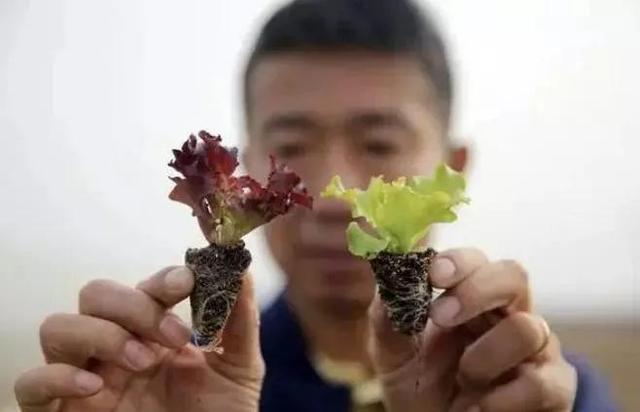 靠种菜年入近10亿！他是肯德基背后的男人，天猫生意今年要涨2400%