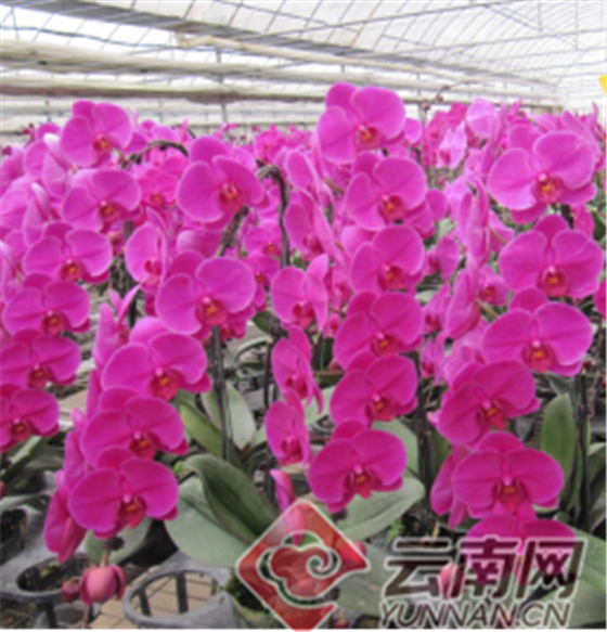 错过蓝花楹？别急，昆明种植的蝴蝶兰已上线