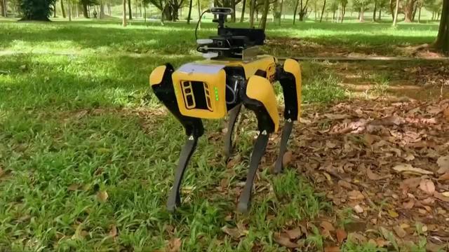 新加坡机器狗巡视公园 喊你保持社交距离