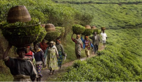 探秘卢旺达：本是内陆小国，为何又被称为“非洲新加坡”？