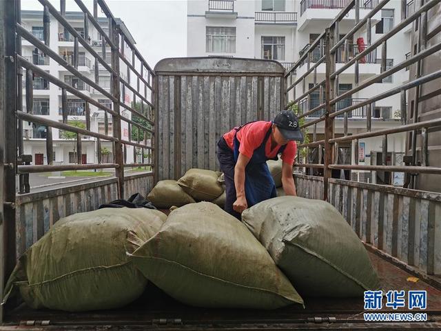 小小粽叶成为武陵山区群众的“幸福叶”