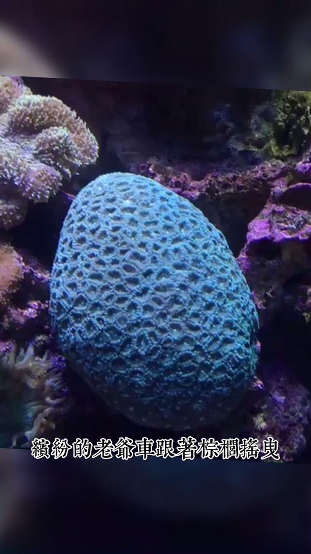 新加坡动物园 猜猜这是啥蛋