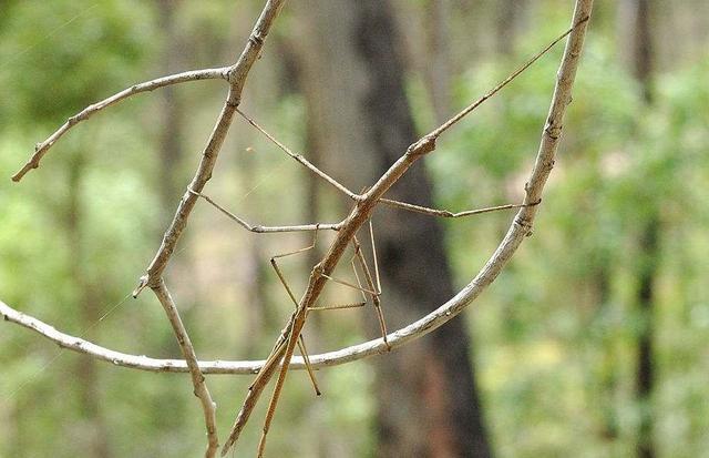 世界上最长的昆虫，新加坡竹节虫，体长可达62.4厘米