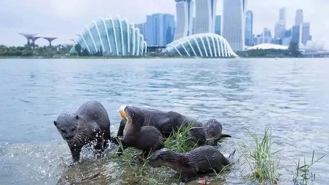 新加坡变动物城！水獭定居总统府，野鸡做保安，野猪成保洁…