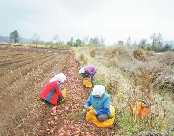 打通产销获双赢——青海脱贫攻坚成就巡礼