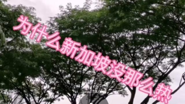 经常被问道
新加坡那么热
你怎么晒不黑
这么冷的天了还在穿短袖