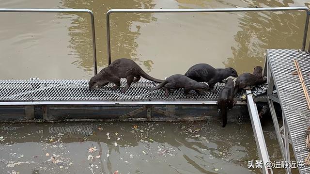 新加坡水濑家族日光浴晒皮肤