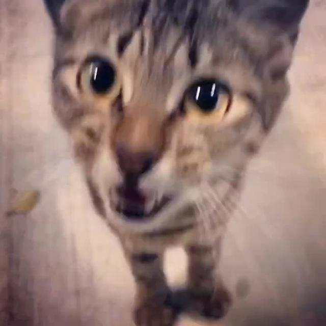 #猫  在新加坡路上偶遇一只超粘人的🐱星人^_^