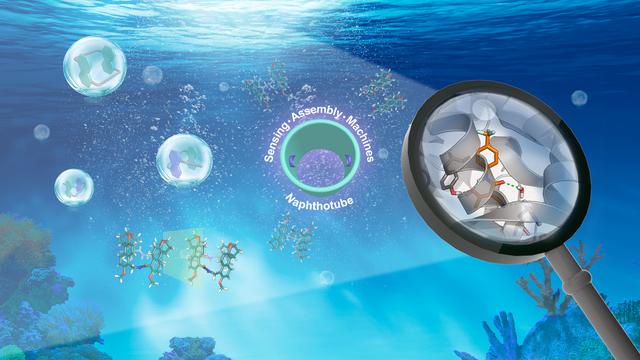南科大蒋伟课题组在仿生分子识别领域取得多项研究成果