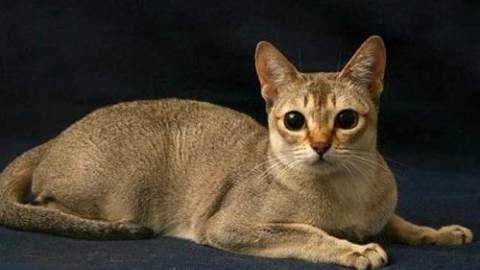 新加坡猫多少钱一只？新加坡猫价格