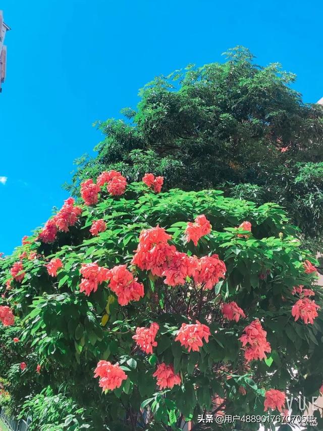 新加坡解封的第一天，阳光明媚，心情美美哒