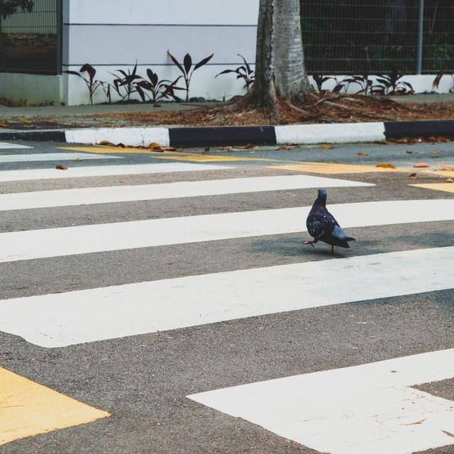 新加坡生活剪影