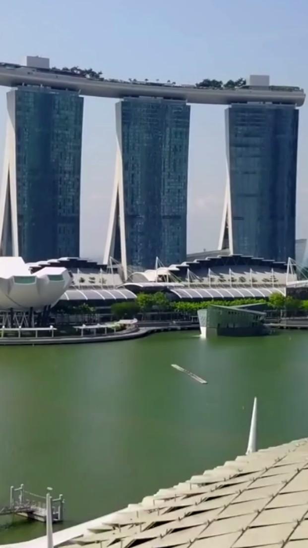 愿新加坡早日摆脱病毒COVID-19,今后一直走花路