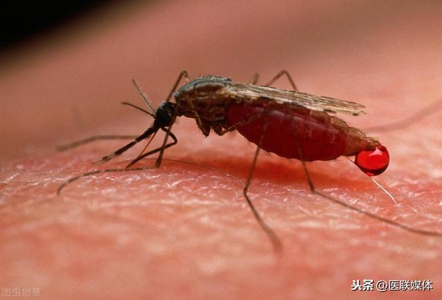 蚊子能传播80多种病，其中就有登革热！这些坏习惯会“养蚊子”