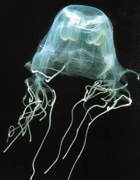 新加坡圣淘沙再发现剧毒水母，泛舟女孩不慎蜇伤