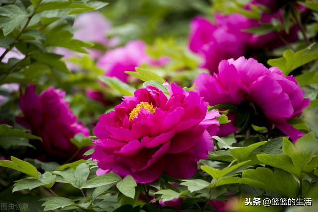 国花，一个国家的文化符号