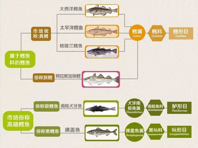 真假鳕鱼如何分辨？买错就是坑娃，一篇文章教你挑鳕鱼