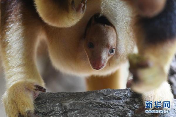 树袋鼠宝宝亮相新加坡动物园
