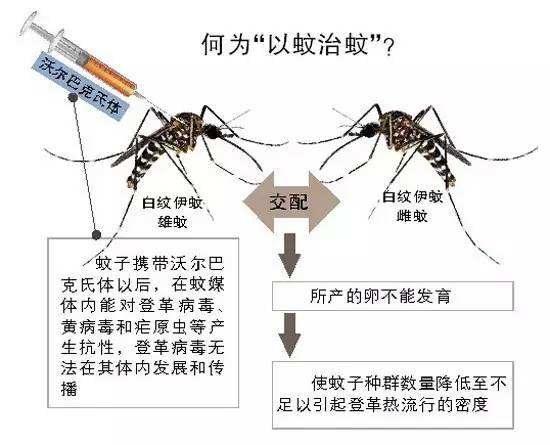 小小的蚊子，能传播80多种疾病，每年能“杀死”70万人