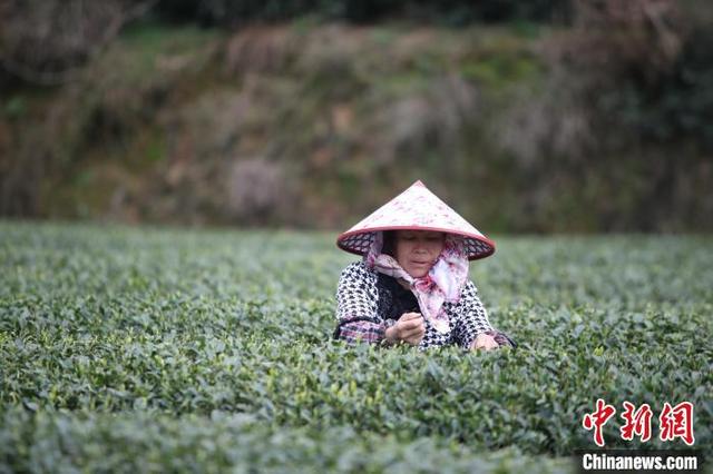 中国茶园种植面积第一省贵州 茶叶出口大增