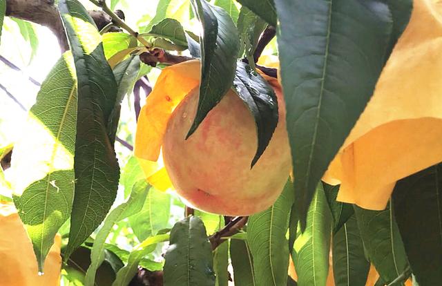 品牌保护与产销指导并举，阳山桃农：我们的生活比蜜桃还甜