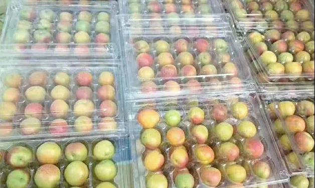 四师六十一团300吨优质树上干杏销往全国各地