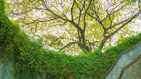 📷 新加坡超隐秘的网红打卡地，趁未火快去！