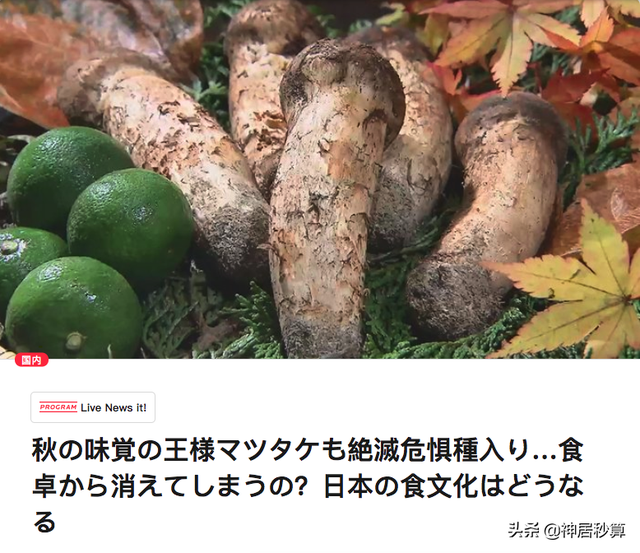 日本松茸濒临灭绝，只因森林太茂盛？