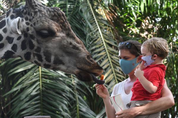 新加坡动物园向公众重新开放