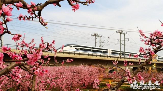 天水首部乡村快闪《桃香秦安》正式发布