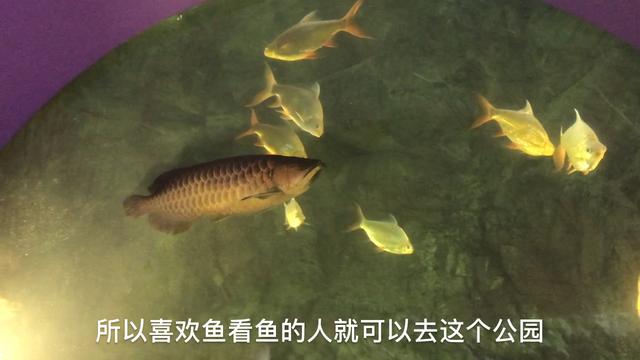 【新加坡游】倒流回最初的相遇：观赏在公园里的大鱼们，年年有鱼