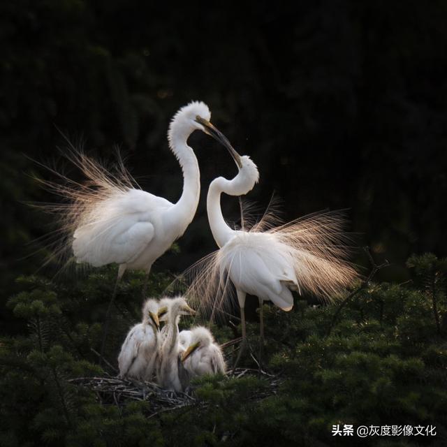 获奖欣赏丨动物是最可亲近的朋友，它们从不提问也从不指责