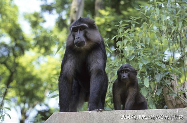 东南亚，新加坡历史、政治、经济学之正文（三百五十二）