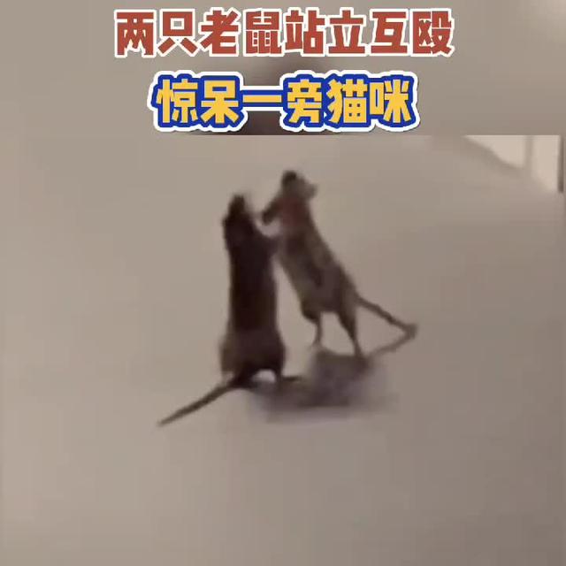 新加坡一名网友上传了自己拍摄的猫咪围观两只老鼠打架的视频