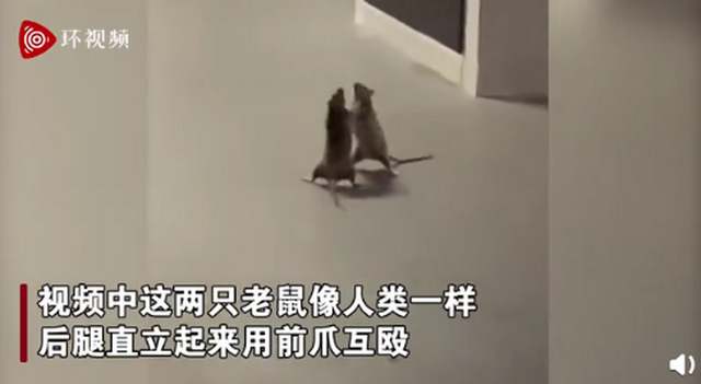 两只老鼠站立互殴一旁猫咪被吓傻 猫：害怕