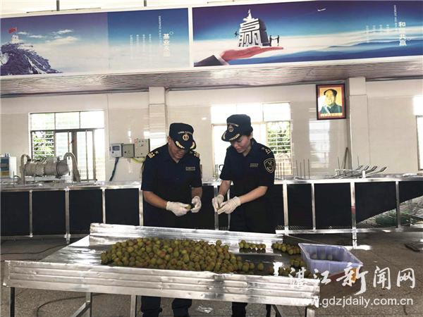 湛江海关全力支持粤西荔枝出口