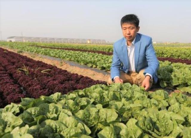给肯德基提供生菜！山东农民包下十万亩土地，一年收入接近10个亿