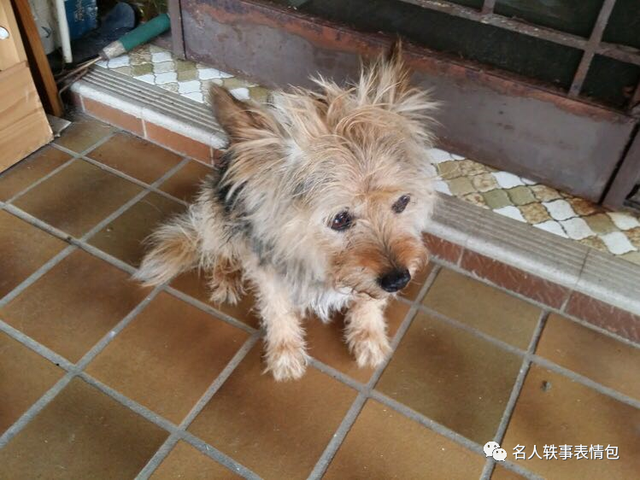 我家老狗和澳洲人的狗道主义