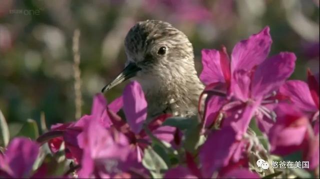 BBC为孩子拍摄的暑期神作：5年的浪迹天涯，一亿人哭着打出9.7