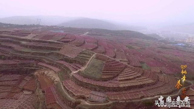 天水首部乡村快闪《桃香秦安》正式发布