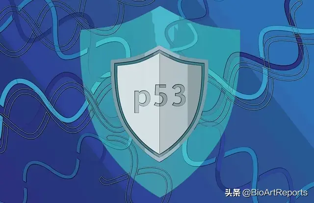 深度 | 靶向p53的肿瘤疗法，蛋糕还是鸡肋？